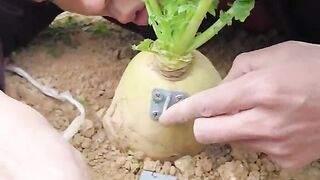 Lock my vegetable farm