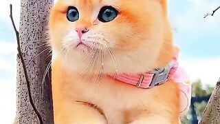 Kucing lucu
