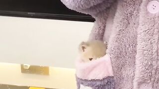 Cute cat