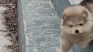 Funny cat video