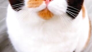 Cute cat