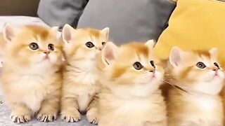 Dancing cat