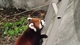 Chasing red panda