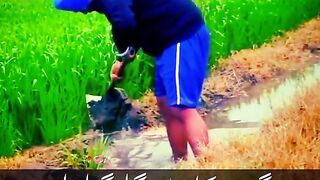#clicks #sidhumosaWalagaggu #sidhu mossa wala fan #trandingbay video #level #high level#please #like #coment #viral #viralvideo