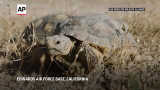 70 endangered desert tortoises reintroduced into wild.