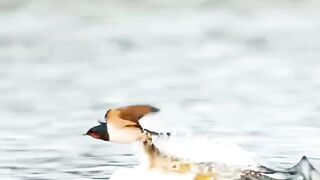 Big fish catching birds