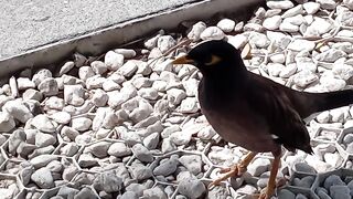 Bird is running