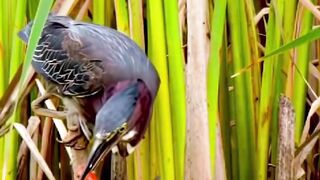 Little crane catching gold fish