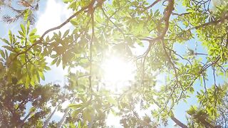 trees