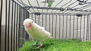 Albino Red eyes