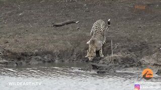 Crocodile vs chetah