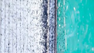 These are snow fleas. They aren’t even fleas or insects