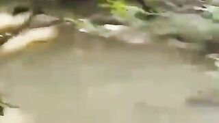 Meet The Electric Eel