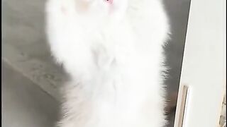 Cute cat