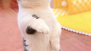 Cute cat
