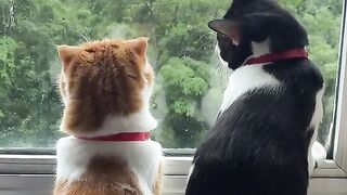 Cute cat