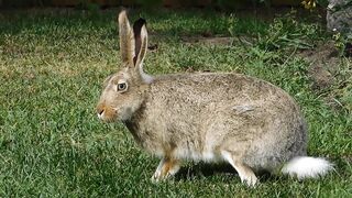 Rabbit