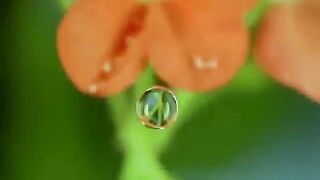 flower nature beauty