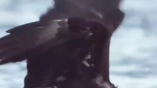 #crab #animals #nature #wildlife #eagle #animalattack #funnyanimalvideos #funnyanimals #animalreels