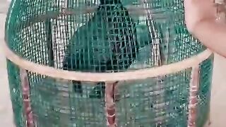 Blue birds ll birds blue