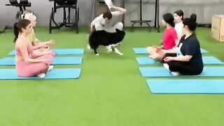 New funny video dog exercise funny 2024