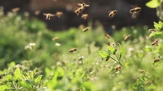 Les insectes