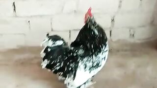 Black and white feathers