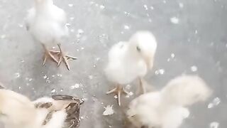 What type of chicks