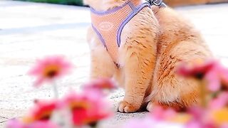 Cute cat