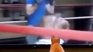 Cat learn from Mike Tyson and is now Meow Tyson