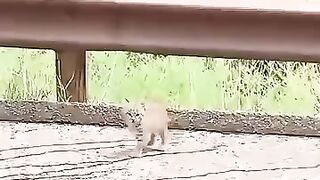 Cat domestication