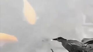 Heron using bread as a fishing bait