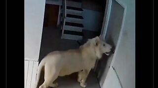 Lion comes up and starts knocking at the door.