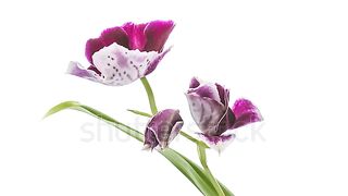 Beauty