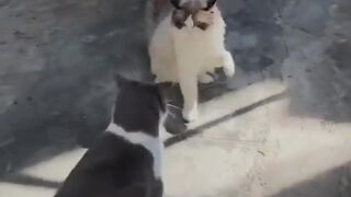 Video of cute and funny cats