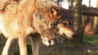 Animal