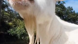 Funny Animals ????????????????