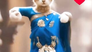 So cute cat dancing wildlife
