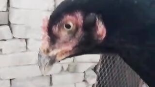 Black hen ll feather