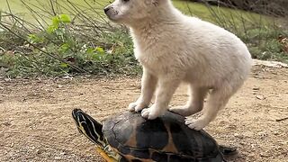 Cute Doggy