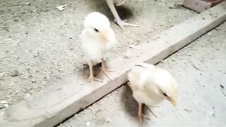 Yellow beak white