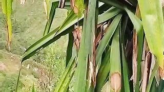 Buah pandan