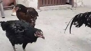 The speed of Sun
