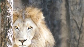 King of Forest