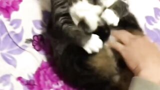 Collection of funny cat videos