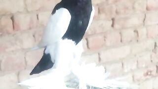 Pakistani Pigeon ????
