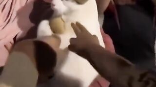Gato se pone triste cuando le quitan su muñeco