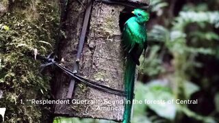 Most beautiful birds in the world.