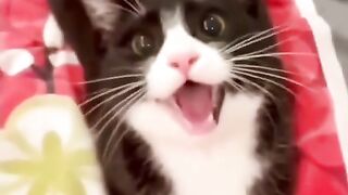 Gatito criado por perros