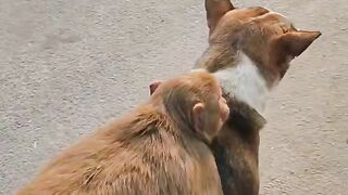 Monkey riding on Dog